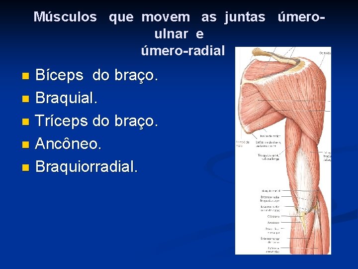 Músculos que movem as juntas úmeroulnar e úmero-radial Bíceps do braço. n Braquial. n
