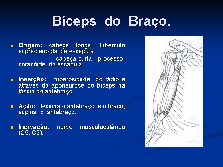 Bíceps do Braço. n Origem: cabeça longa: tubérculo supraglenoidal da escápula. cabeça curta: processo