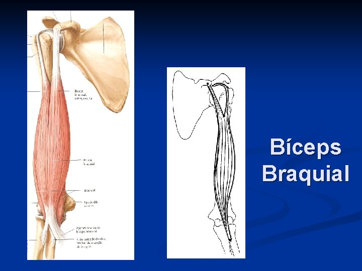 Bíceps Braquial 