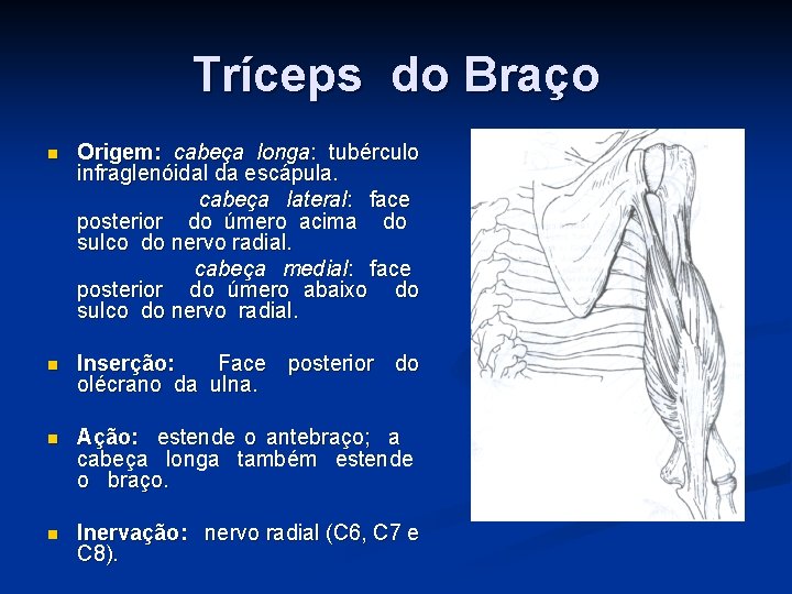 Tríceps do Braço n Origem: cabeça longa: tubérculo infraglenóidal da escápula. cabeça lateral: face