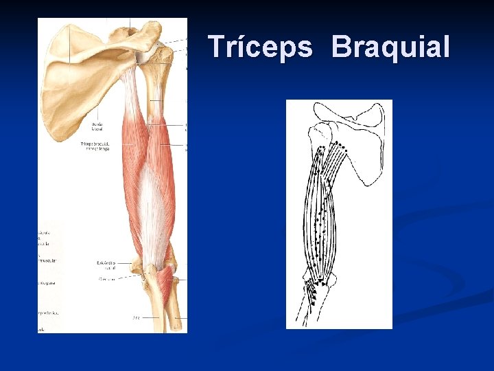 Tríceps Braquial 