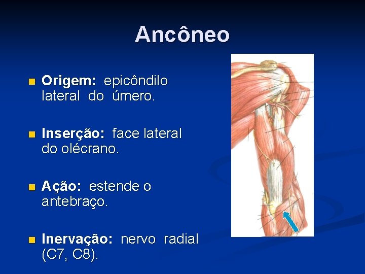 Ancôneo n Origem: epicôndilo lateral do úmero. n Inserção: face lateral do olécrano. n