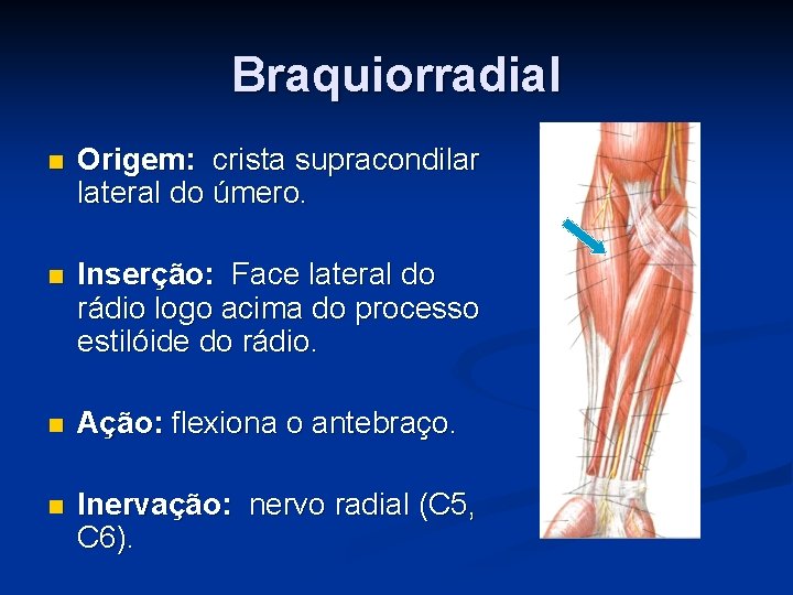 Braquiorradial n Origem: crista supracondilar lateral do úmero. n Inserção: Face lateral do rádio