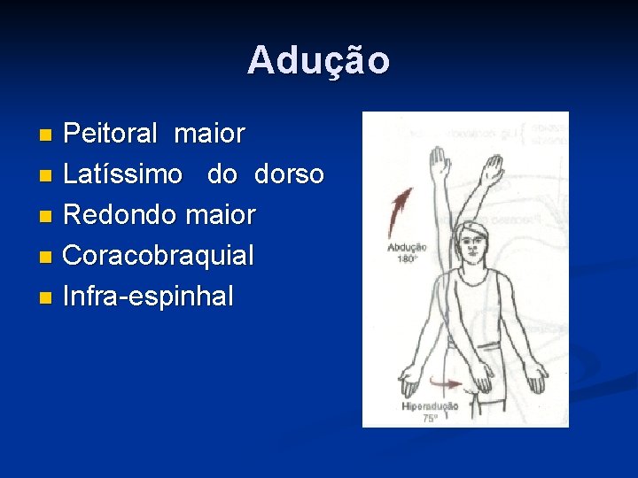 Adução Peitoral maior n Latíssimo do dorso n Redondo maior n Coracobraquial n Infra-espinhal