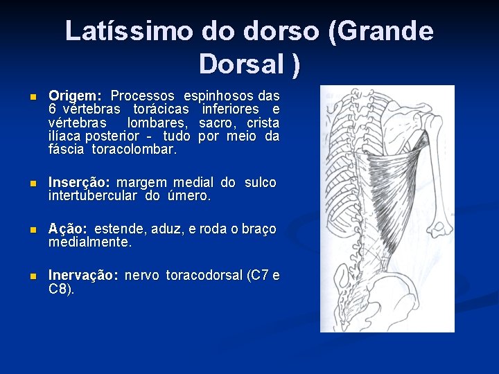 Latíssimo do dorso (Grande Dorsal ) n Origem: Processos espinhosos das 6 vértebras torácicas