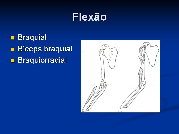 Flexão Braquial n Bíceps braquial n Braquiorradial n 