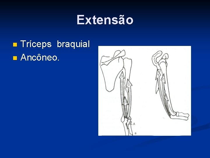 Extensão Tríceps braquial n Ancôneo. n 