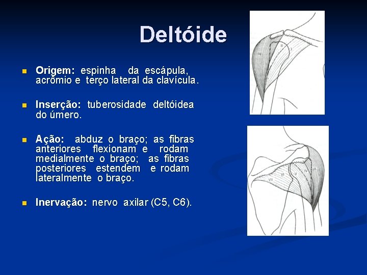 Deltóide n Origem: espinha da escápula, acrômio e terço lateral da clavícula. n Inserção: