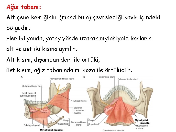 Ağız tabanı: Alt çene kemiğinin (mandibula) çevrelediği kavis içindeki bölgedir. Her iki yanda, yatay