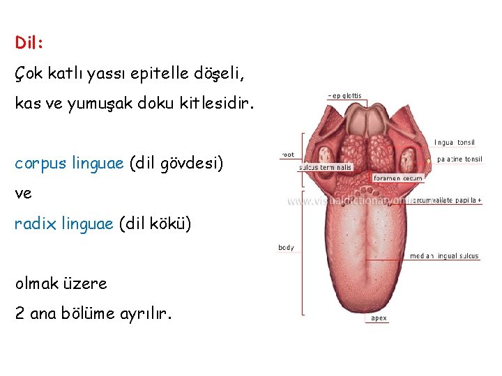 Dil: Çok katlı yassı epitelle döşeli, kas ve yumuşak doku kitlesidir. corpus linguae (dil