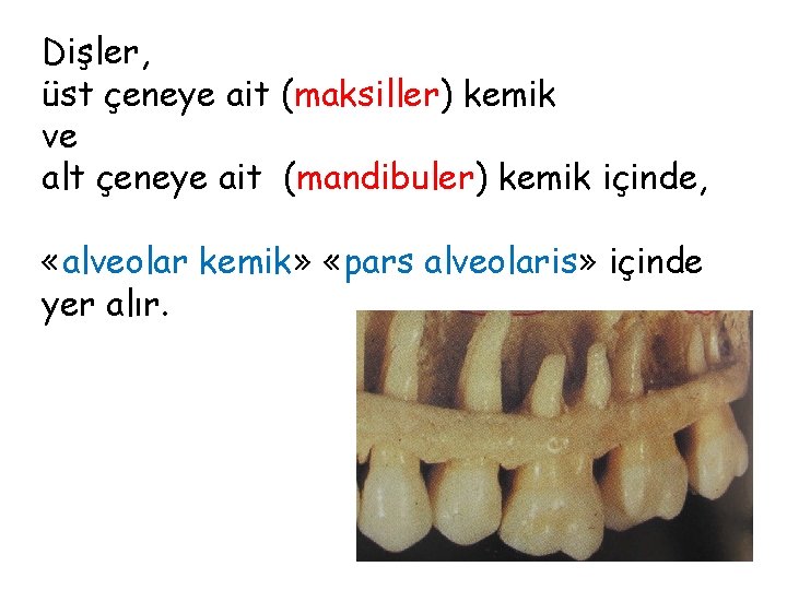 Dişler, üst çeneye ait (maksiller) kemik ve alt çeneye ait (mandibuler) kemik içinde, «alveolar