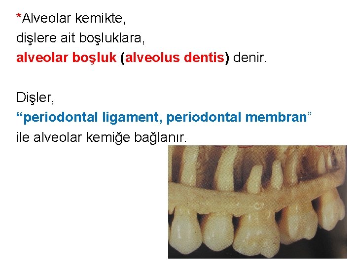 *Alveolar kemikte, dişlere ait boşluklara, alveolar boşluk (alveolus dentis) denir. Dişler, “periodontal ligament, periodontal