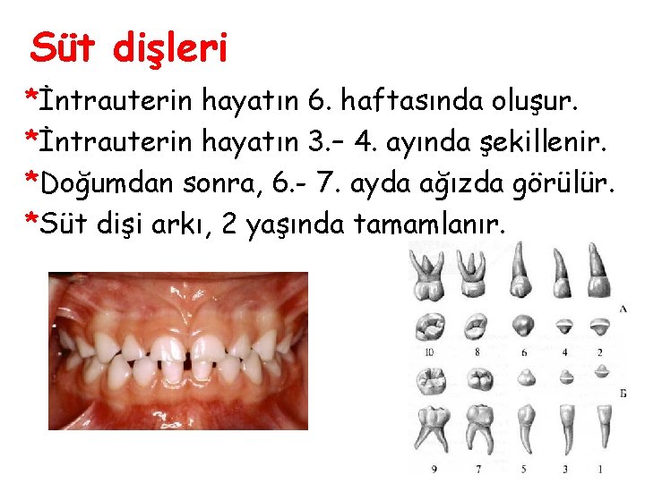 Süt dişleri *İntrauterin hayatın 6. haftasında oluşur. *İntrauterin hayatın 3. – 4. ayında şekillenir.