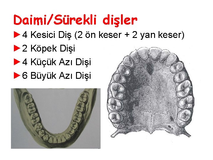 Daimi/Sürekli dişler ► 4 Kesici Diş (2 ön keser + 2 yan keser) ►