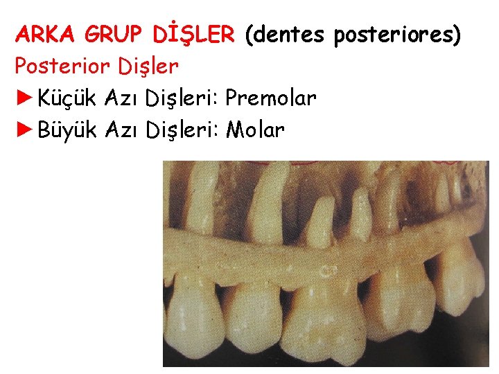ARKA GRUP DİŞLER (dentes posteriores) Posterior Dişler ►Küçük Azı Dişleri: Premolar ►Büyük Azı Dişleri: