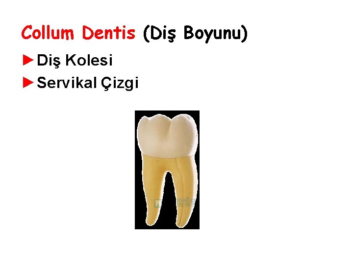 Collum Dentis (Diş Boyunu) ►Diş Kolesi ►Servikal Çizgi 