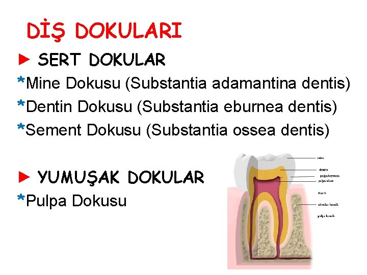 DİŞ DOKULARI ► SERT DOKULAR *Mine Dokusu (Substantia adamantina dentis) *Dentin Dokusu (Substantia eburnea