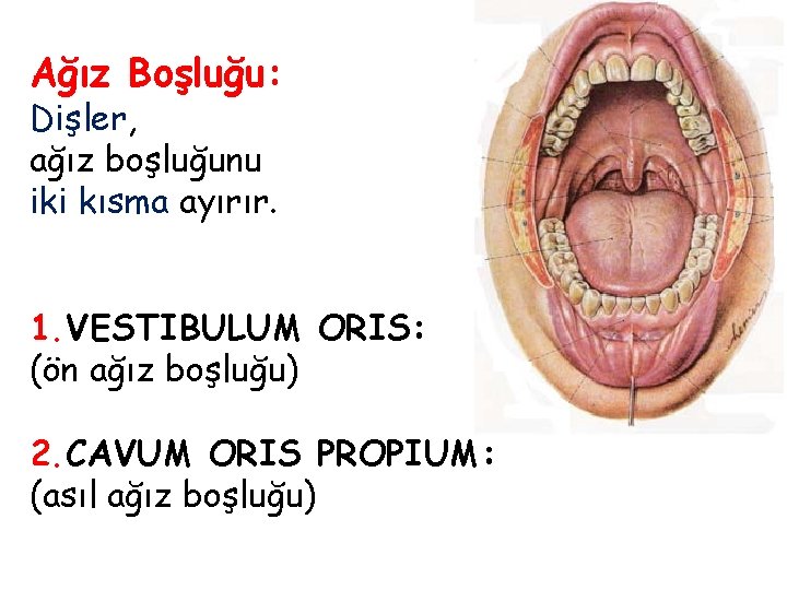 Ağız Boşluğu: Dişler, ağız boşluğunu iki kısma ayırır. 1. VESTIBULUM ORIS: (ön ağız boşluğu)
