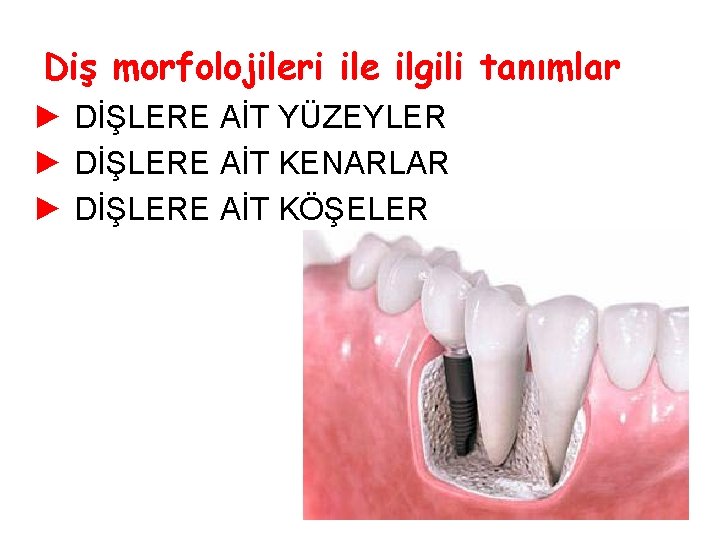 Diş morfolojileri ile ilgili tanımlar ► DİŞLERE AİT YÜZEYLER ► DİŞLERE AİT KENARLAR ►