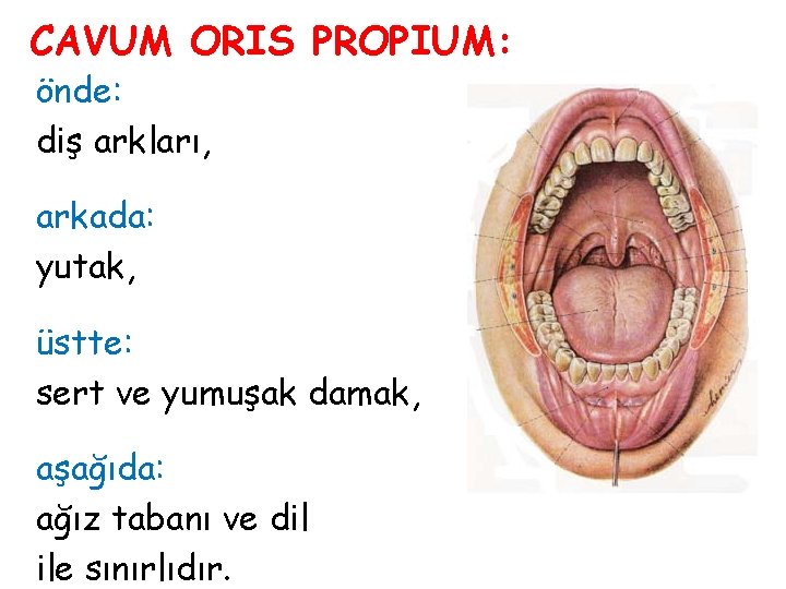 CAVUM ORIS PROPIUM: önde: diş arkları, arkada: yutak, üstte: sert ve yumuşak damak, aşağıda: