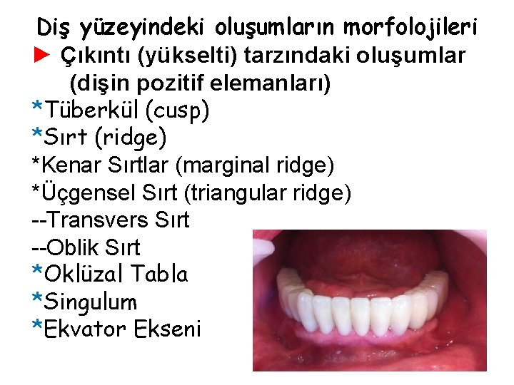 Diş yüzeyindeki oluşumların morfolojileri ► Çıkıntı (yükselti) tarzındaki oluşumlar (dişin pozitif elemanları) *Tüberkül (cusp)