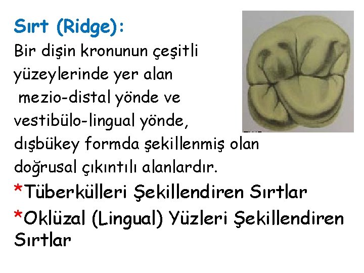 Sırt (Ridge): Bir dişin kronunun çeşitli yüzeylerinde yer alan mezio-distal yönde ve vestibülo-lingual yönde,