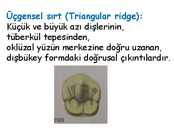 Üçgensel sırt (Triangular ridge): Küçük ve büyük azı dişlerinin, tüberkül tepesinden, oklüzal yüzün merkezine
