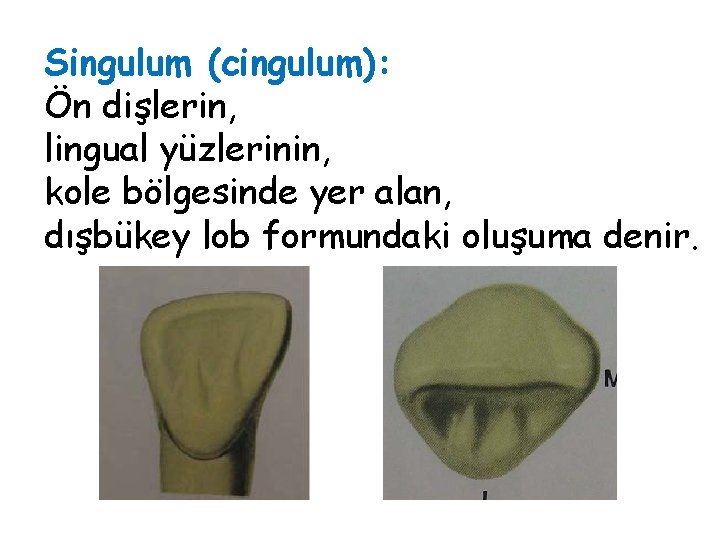 Singulum (cingulum): Ön dişlerin, lingual yüzlerinin, kole bölgesinde yer alan, dışbükey lob formundaki oluşuma