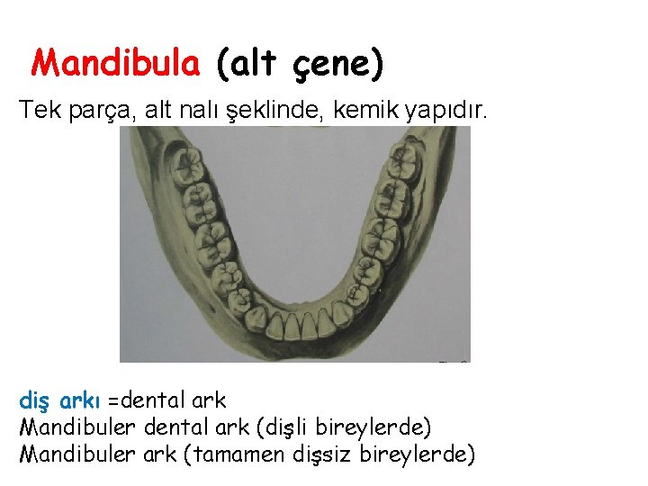 Mandibula (alt çene) Tek parça, alt nalı şeklinde, kemik yapıdır. diş arkı =dental ark