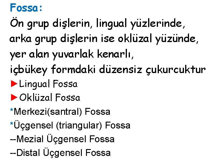 Fossa: Ön grup dişlerin, lingual yüzlerinde, arka grup dişlerin ise oklüzal yüzünde, yer alan