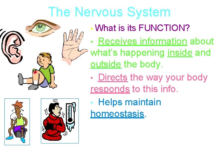 The Nervous System • What is its FUNCTION? Receives information about what’s happening inside