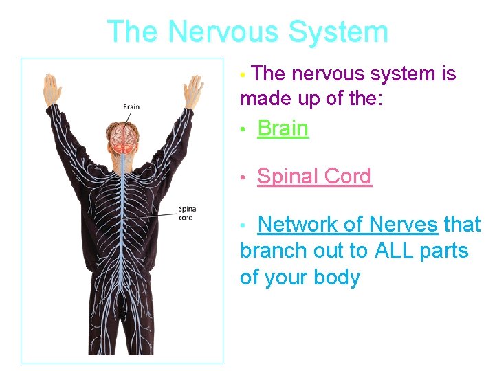 The Nervous System • The nervous system is made up of the: • Brain