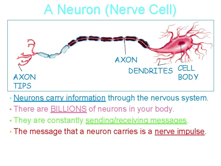 A Neuron (Nerve Cell) AXON TIPS AXON DENDRITES CELL BODY • Neurons carry information