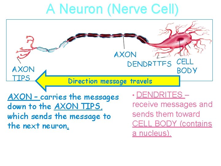 A Neuron (Nerve Cell) AXON TIPS AXON DENDRITES CELL BODY Direction message travels AXON