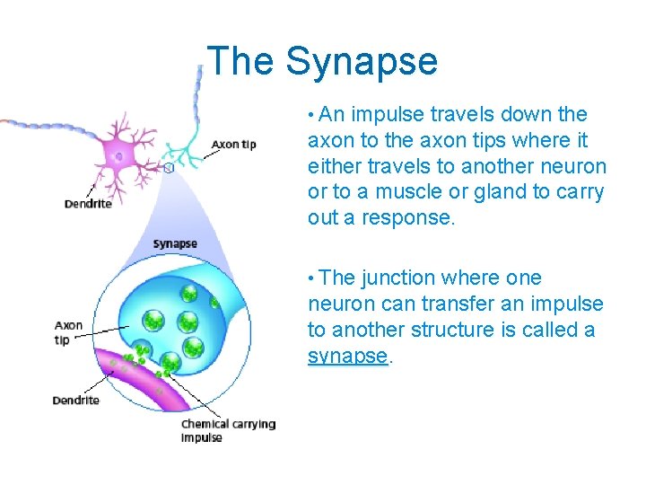 The Synapse • An impulse travels down the axon to the axon tips where