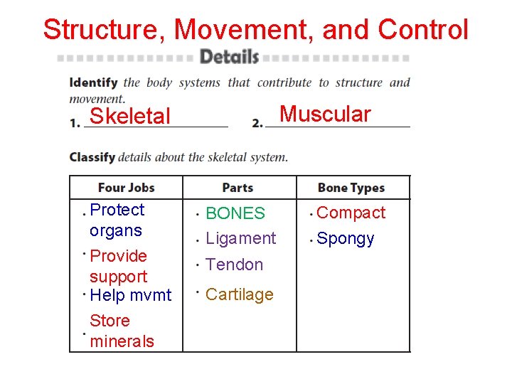 Structure, Movement, and Control Muscular Skeletal Protect organs Provide support Help mvmt Store minerals