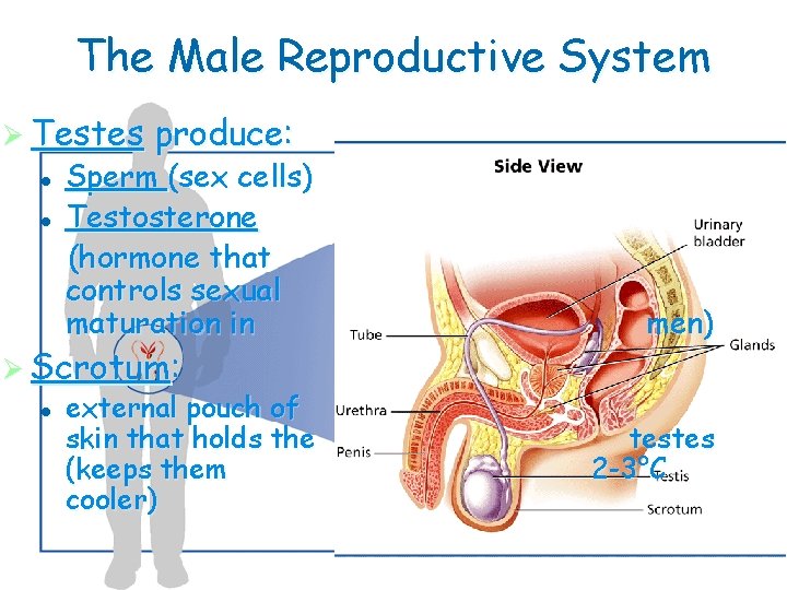 The Male Reproductive System Ø Testes l l produce: Sperm (sex cells) Testosterone (hormone