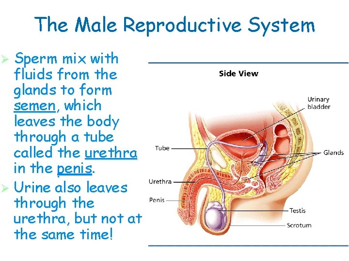 The Male Reproductive System Ø Sperm mix with fluids from the glands to form