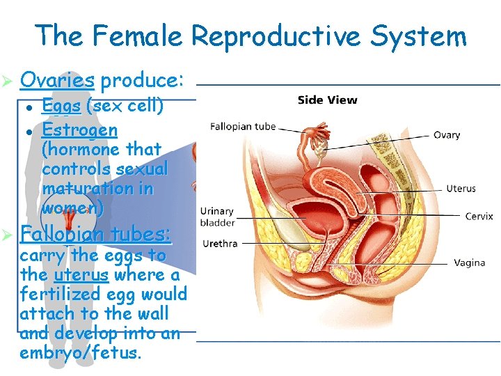 The Female Reproductive System Ø Ovaries l l produce: Eggs (sex cell) Estrogen (hormone