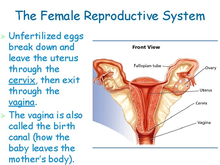 The Female Reproductive System Ø Unfertilized eggs break down and leave the uterus through