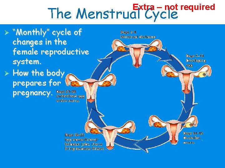 Extra – not required The Menstrual Cycle “Monthly” cycle of changes in the female