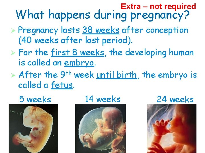 Extra – not required What happens during pregnancy? Ø Pregnancy lasts 38 weeks after