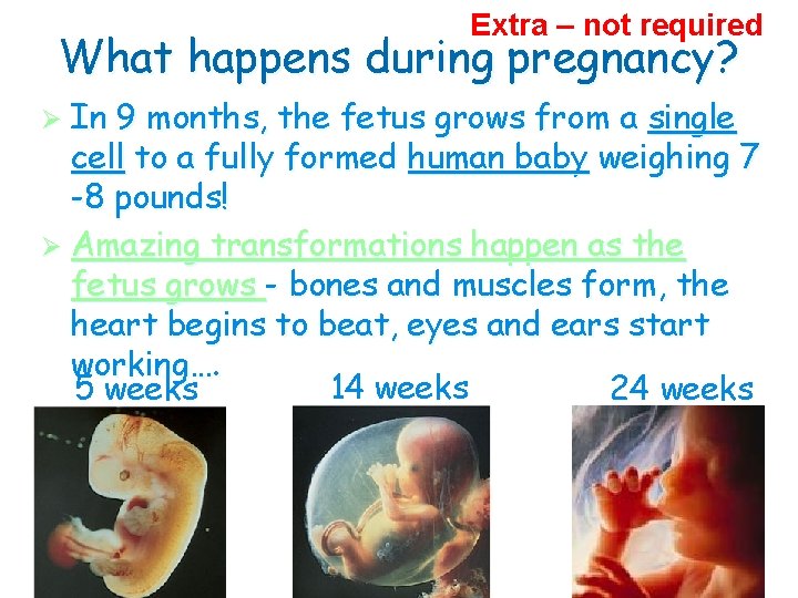 Extra – not required What happens during pregnancy? Ø In 9 months, the fetus