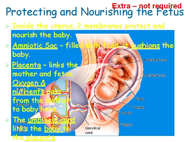 The Human Extra. Life – not required Cycle Protecting and Nourishing the Fetus Inside
