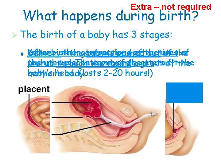 Extra – not required What happens during birth? Ø The l l birth of
