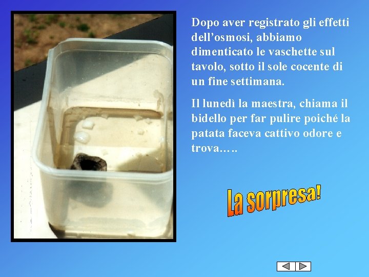 Dopo aver registrato gli effetti dell’osmosi, abbiamo dimenticato le vaschette sul tavolo, sotto il