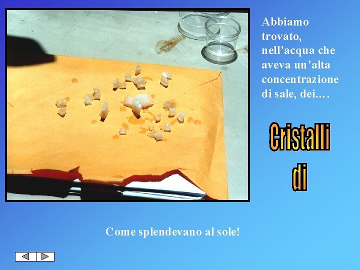 Abbiamo trovato, nell’acqua che aveva un’alta concentrazione di sale, dei…. Come splendevano al sole!