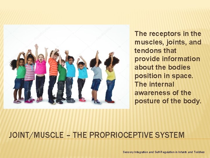 The receptors in the muscles, joints, and tendons that provide information about the bodies