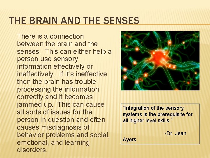 THE BRAIN AND THE SENSES There is a connection between the brain and the