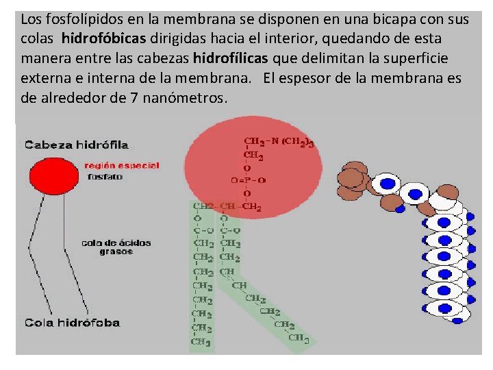Los fosfolípidos en la membrana se disponen en una bicapa con sus colas hidrofóbicas Los fosfolípidos en la membrana se disponen en una bicapa con sus colas hidrofóbicas